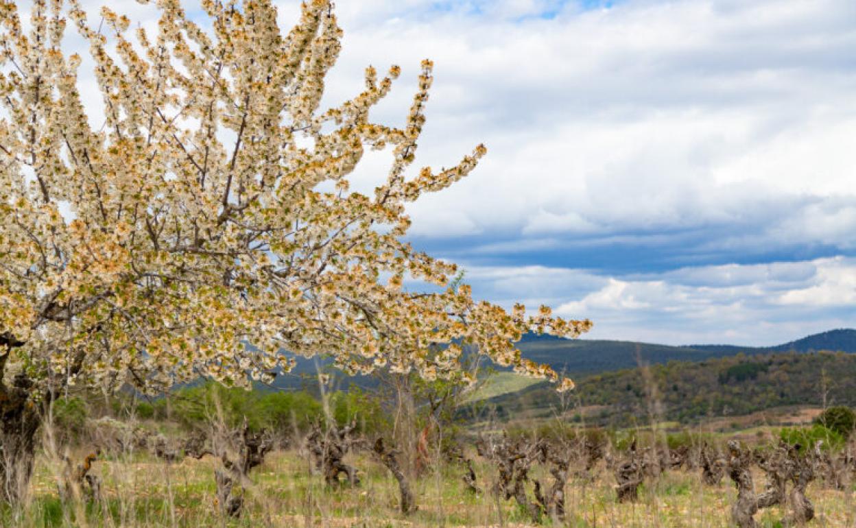 Viñedo rescatado por Valtravieso en la zona de Covarrubias. 