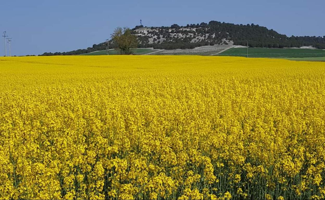 Superficie destinada a colza en la provincia de Valladolid. 