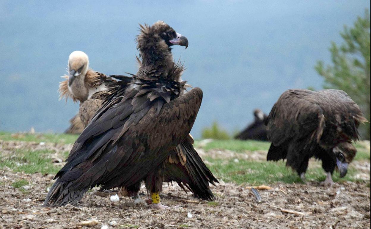 Dos buitres negros liberados en la Sierra de la Demanda junto a un buitre leonado.