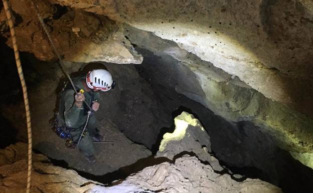 El CRAS de Burgos realizará las necropsias de una osa y dos oseznos hallados en la montaña Palentina