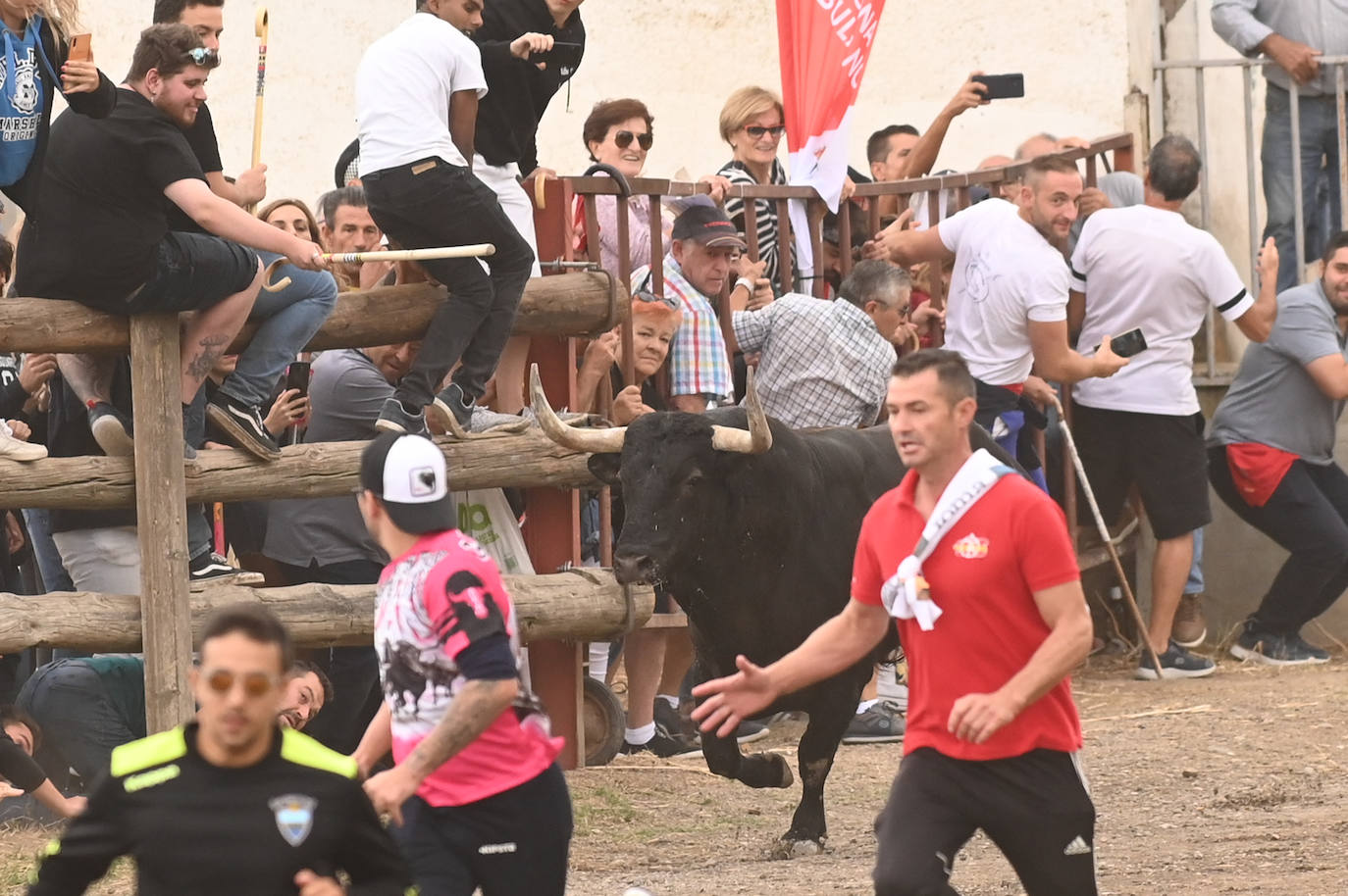 Fotos: El encierro del Toro de la Vega, en imágenes