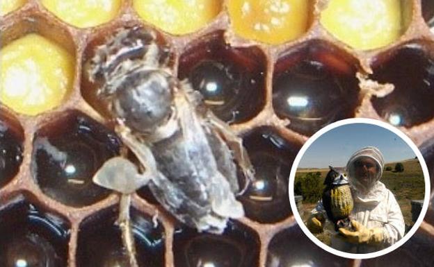 La varroa, el ácaro que arrasa las colmenas de abejas y pone en jaque a los apicultores de Burgos