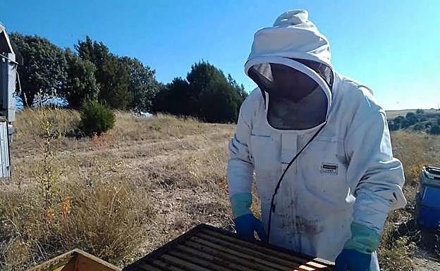 El apicultor Raimundo Izquierdo trabaja en su asentamiento apícola en Aranda de Duero