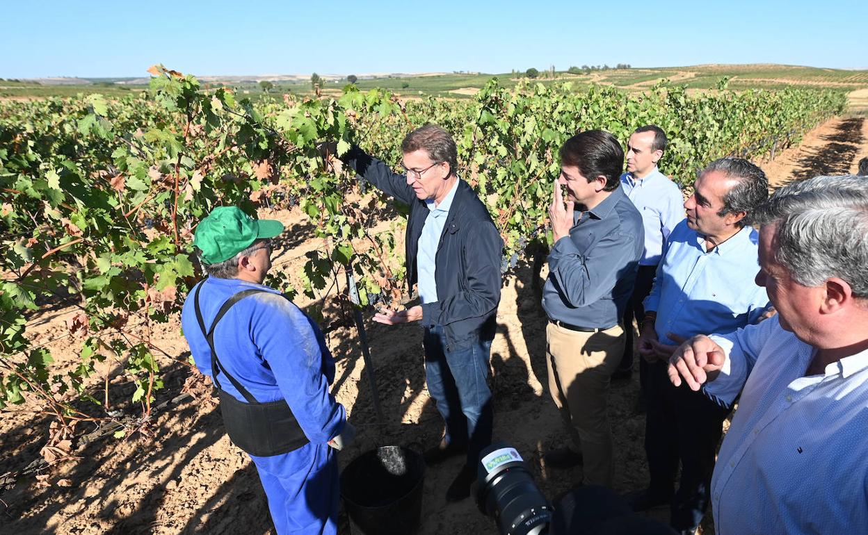 El presidente del PP, Alberto Núñez Feijóo, visitando un viñedo en Roa de Duero.