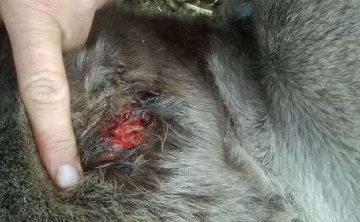 Imagen de una herida causada por un lobo a un potro en el norte de Burgos. 