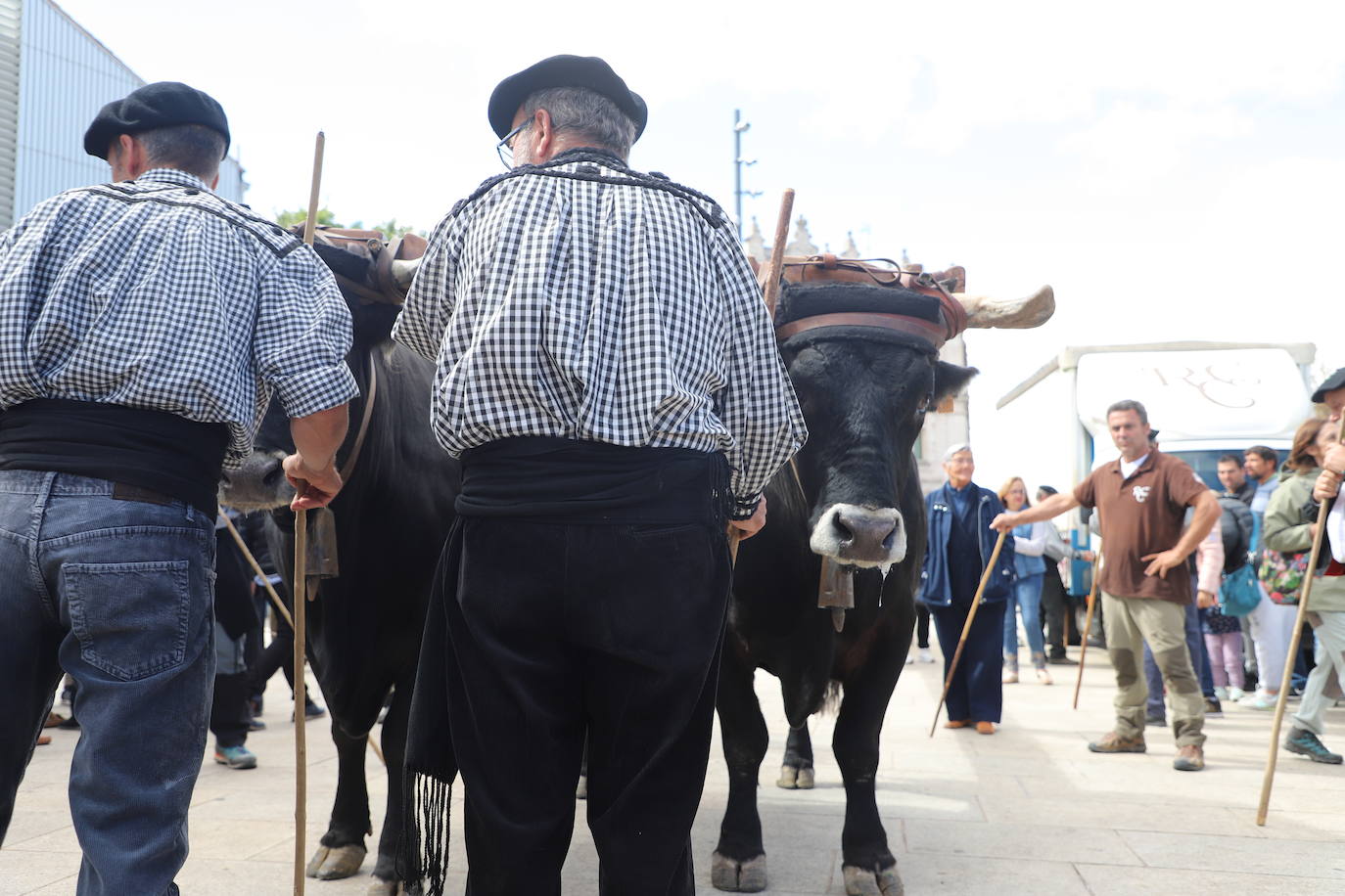 Fotos: Un pino burgalés ocupará el mástil de la nao Victoria