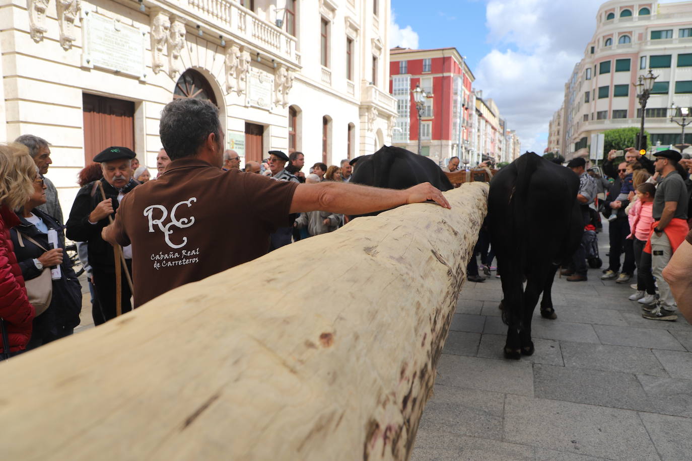 Fotos: Un pino burgalés ocupará el mástil de la nao Victoria