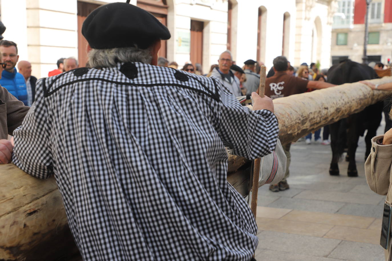 Fotos: Un pino burgalés ocupará el mástil de la nao Victoria