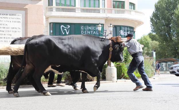 Un pino burgalés inicia su ruta para llegar a ocupar el mástil de la nao Victoria