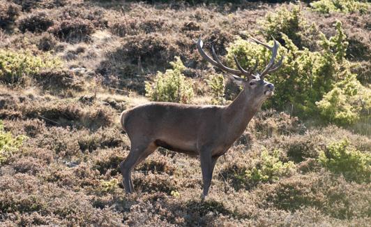 Ciervo macho durante la época de berrea. 