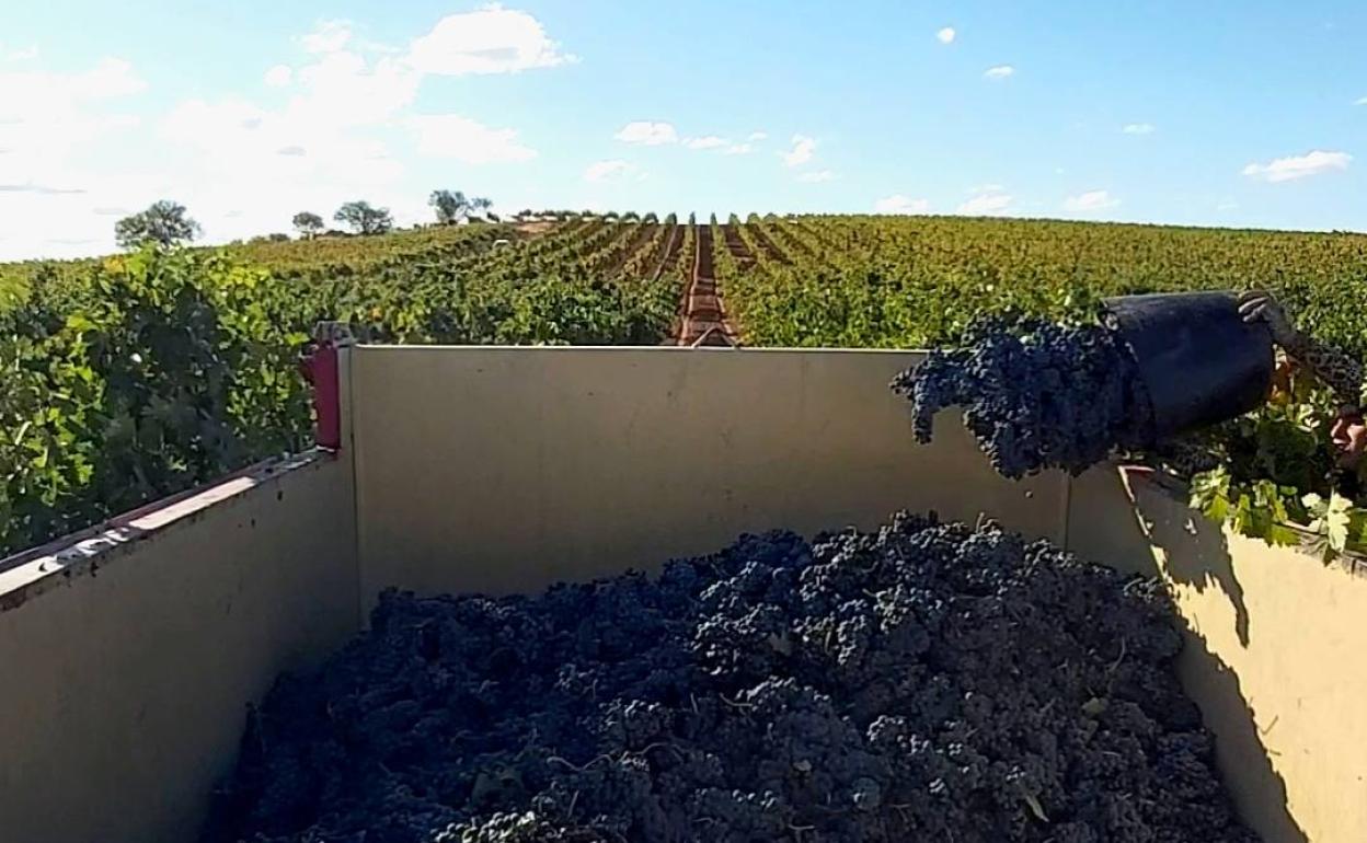 Un vendimiador arroja las uvas recogidas de las cepas a un camión