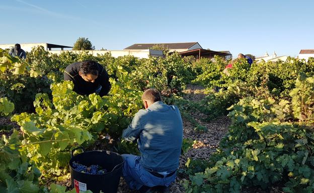 La recogida de uva alcanza los 63 millones de kilos en Ribera del Duero