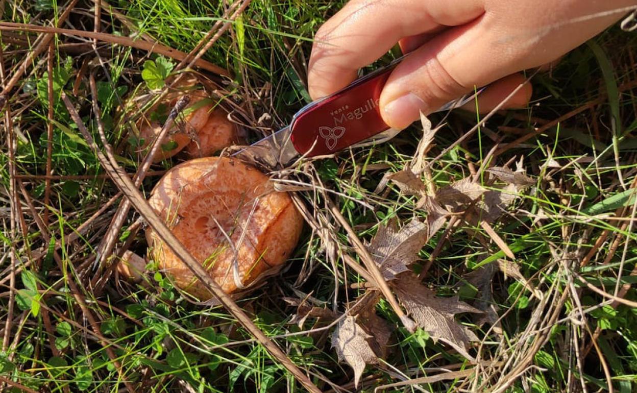 Los níscalos son una de las setas más típicas del otoño en Burgos. 