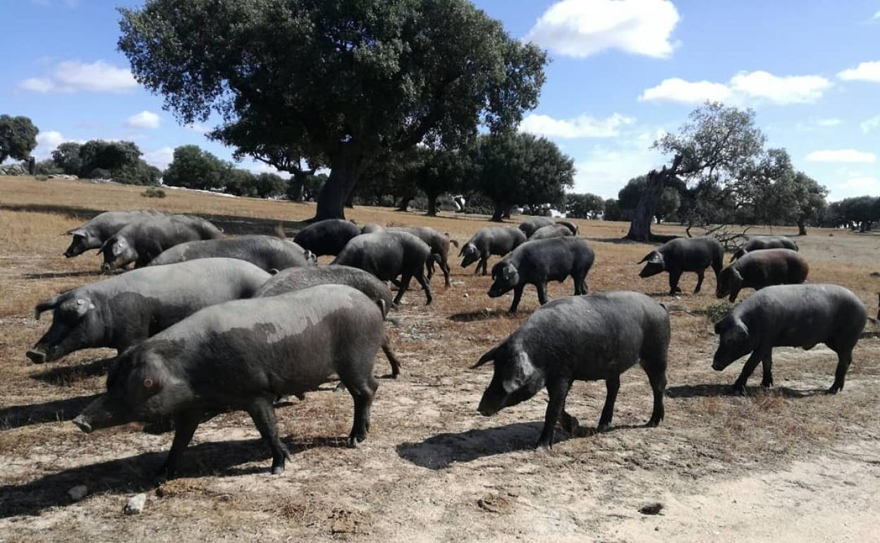 Los cerdos torbiscales, una estirpe de ibérico, que cría Rocío García en la finca salmantina, La Huérfana. 