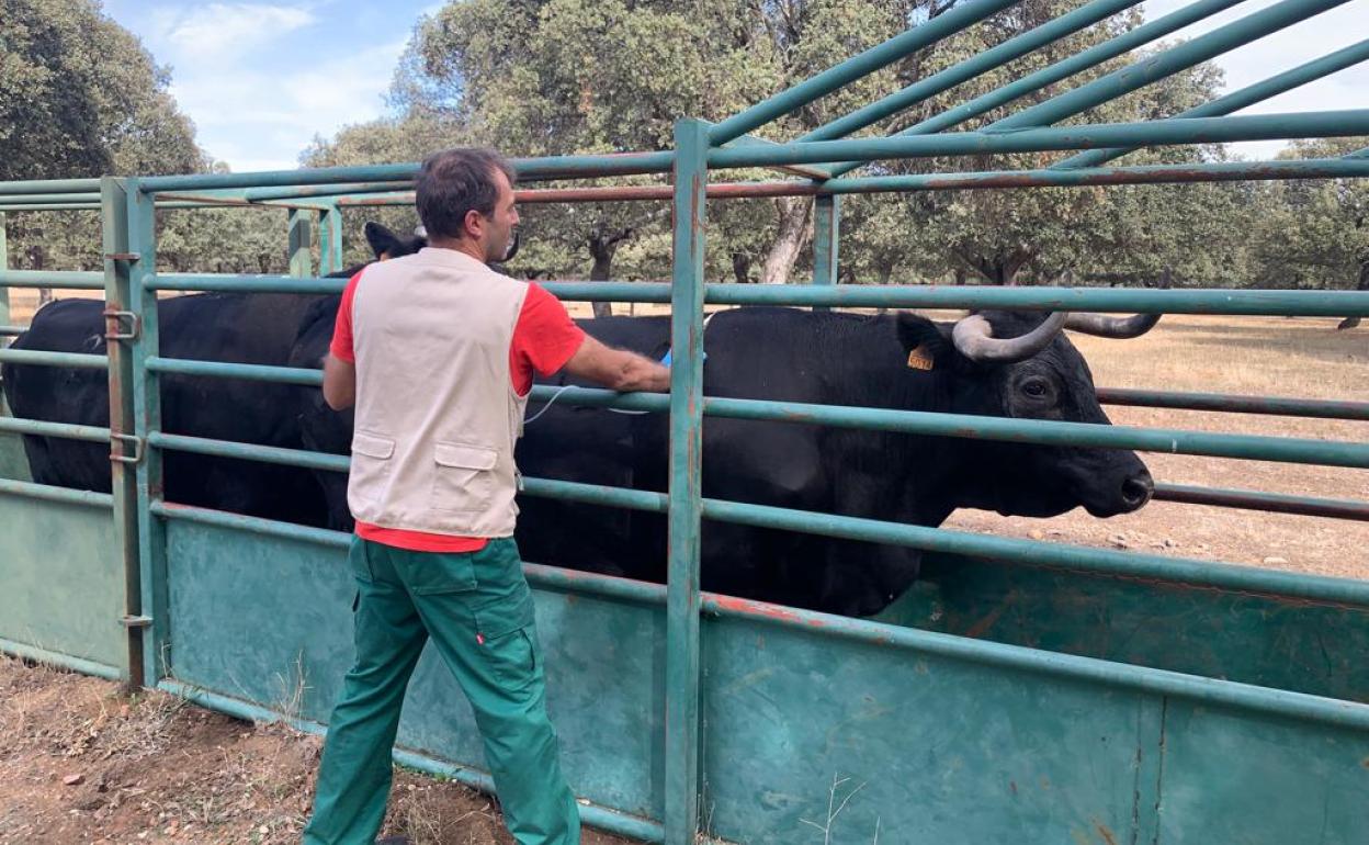 Vacunación de vacas contra la lengua azul este martes. 