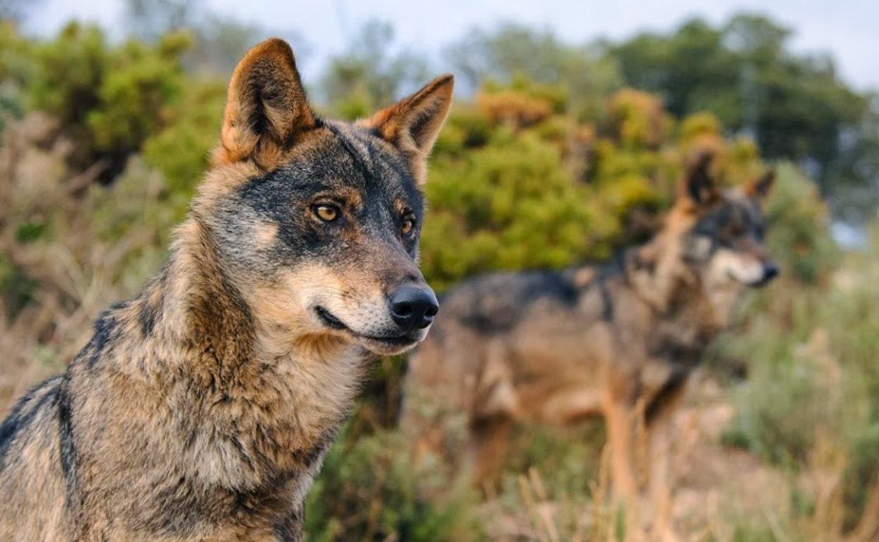 En la comunidad el crecimiento del lobo se estima en un 20%.