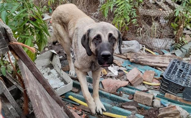 La protectora encargada de recoger los animales de Burgos vuelve a incumplir el contrato