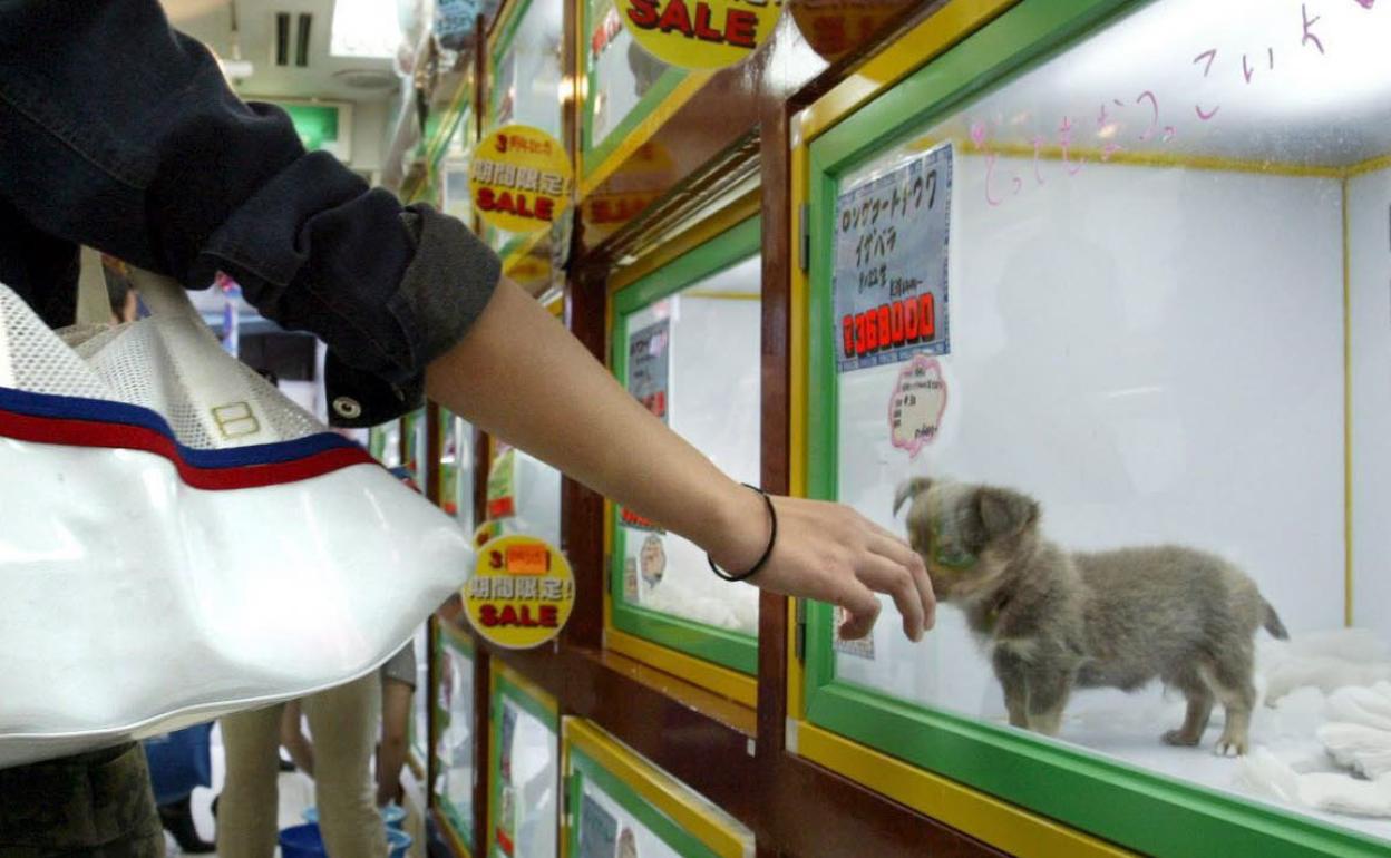 Una clienta juega con un cachorro en una tienda de perros en Tokio. 