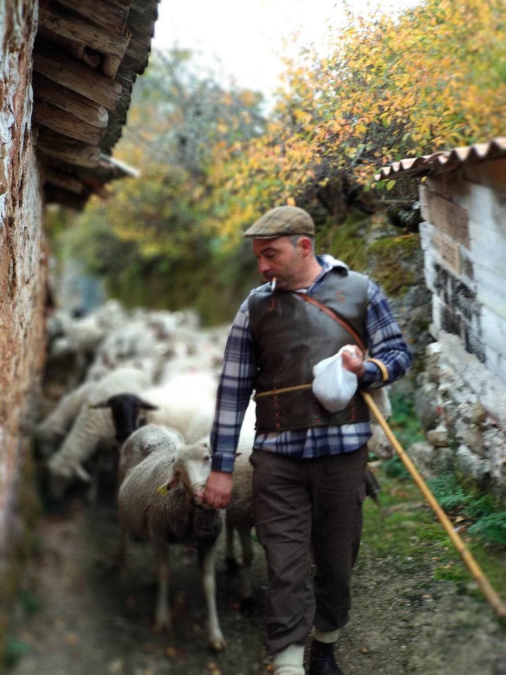 Tras dos años de ausencia, regresa la 'Despedida de los pastores' a este pueblo burgalés. Un momento para recordar la trashumancia, la partida de los rebaños hacia Extremadura y un regreso al pasado que implica a todos los vecinos. 