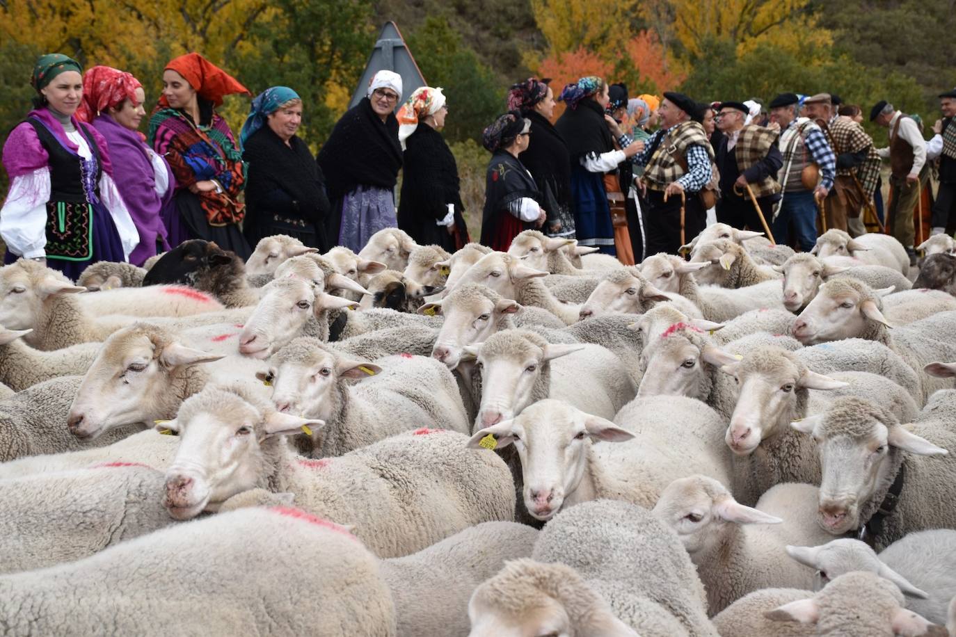 Tras dos años de ausencia, regresa la 'Despedida de los pastores' a este pueblo burgalés. Un momento para recordar la trashumancia, la partida de los rebaños hacia Extremadura y un regreso al pasado que implica a todos los vecinos. 