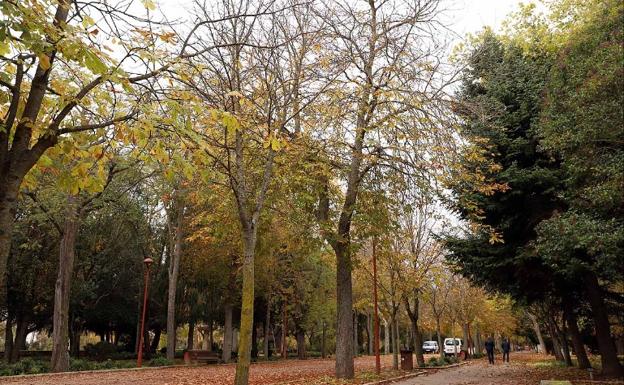 Burgos busca ser una ciudad más saludable gracias a la gestión de sus árboles