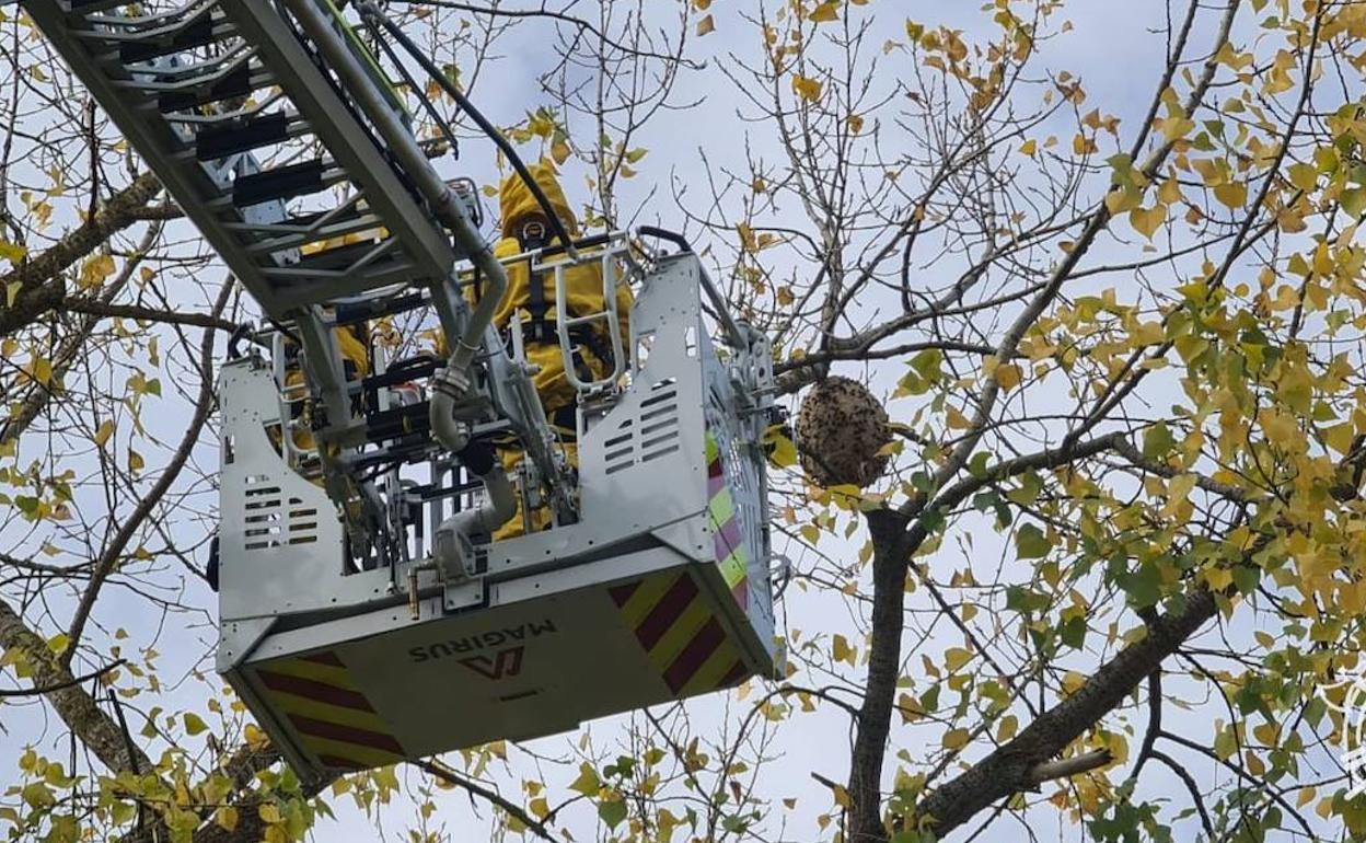 Los Bomberos de Burgos retiran un nido de avispón asiático en la ribera del Vena,