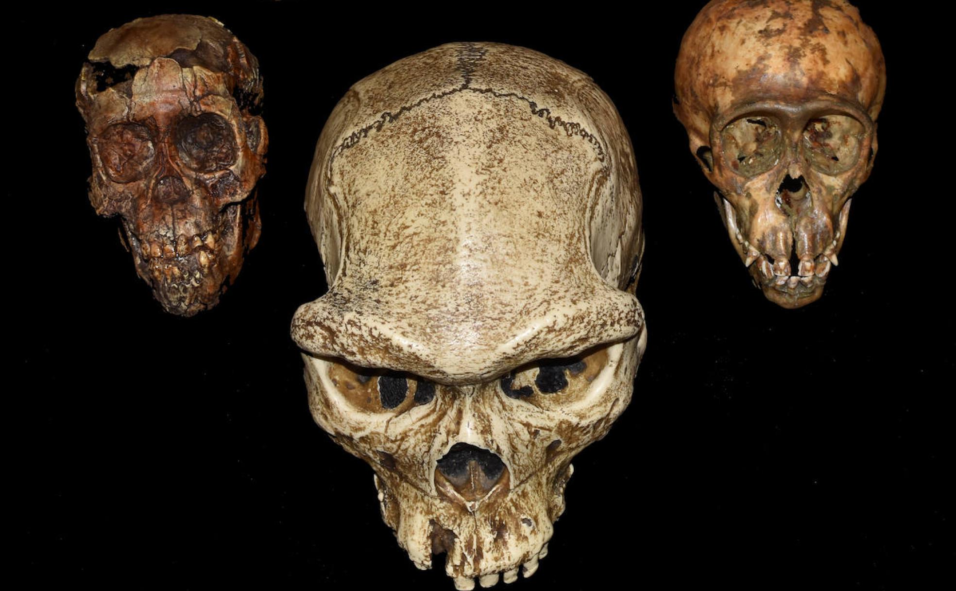 Cráneos de Australopithecus juvenil, Australopithecus adulto, chimpancé juvenil, chimpancé adulto, y Homo erectus (centro) del UO Museum of Natural and Cultural History.