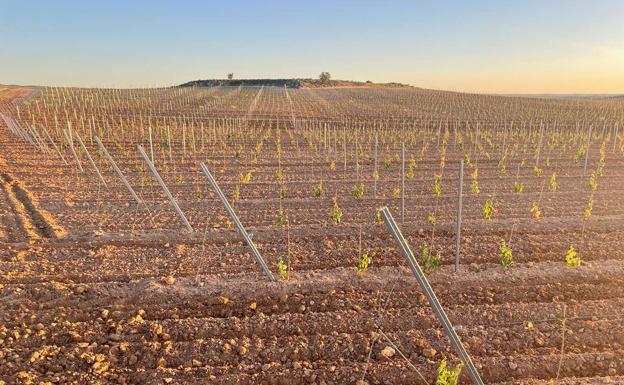 Ribera apuesta por la libertad de replantación y reestructuración del viñedo