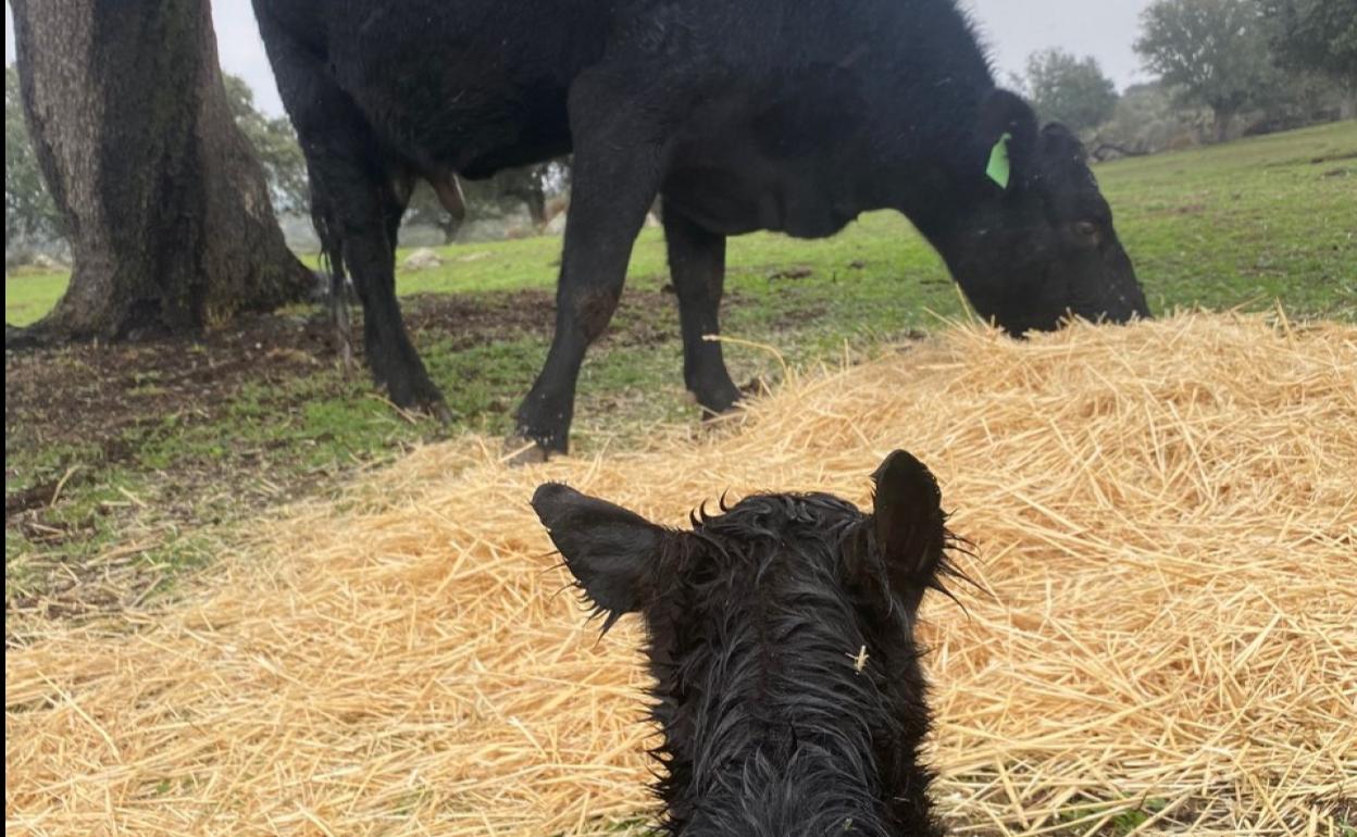 Una vaca junto a su cría. 