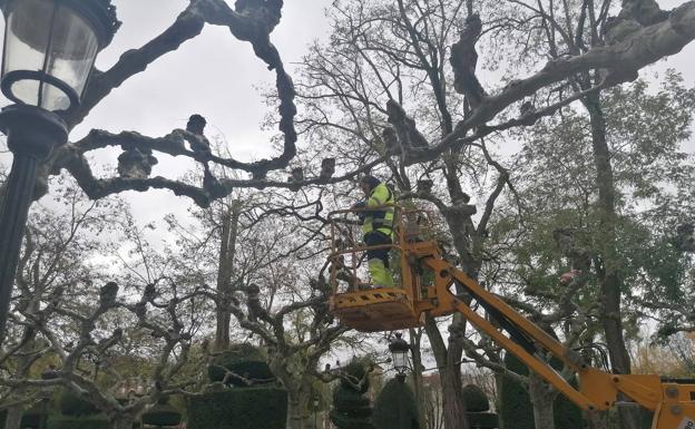 Imagen principal - Los operarios trabajan en el Espolón y la plaza Mayor para vestir de Navidad a Burgos 