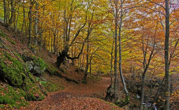 Bosque encantado.