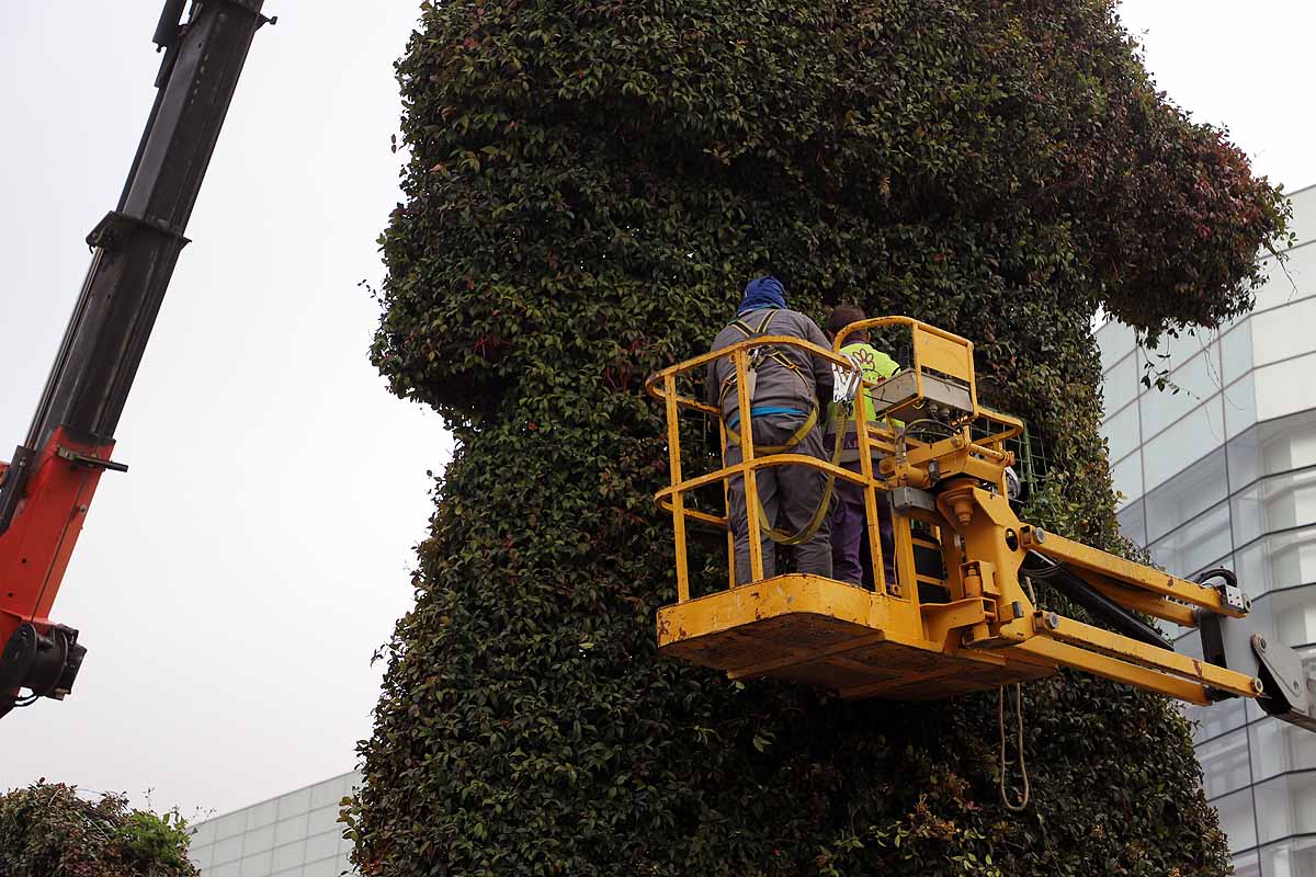 Comienza la retirada del peregrino de flores gigante que la Fundación VIII Centenario de la Catedral instaló hace poco más de un año frente al Fórum Evolución. 