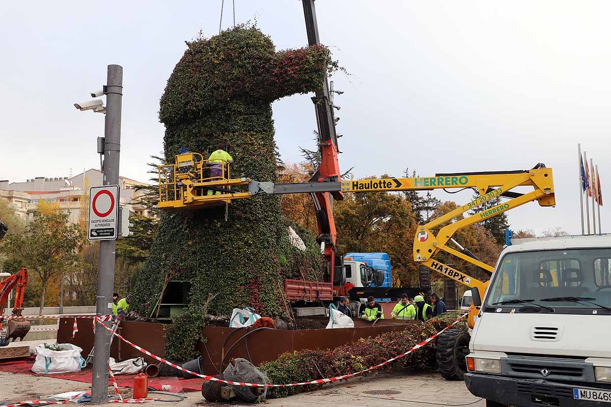 Comienza la retirada del peregrino de flores gigante que la Fundación VIII Centenario de la Catedral instaló hace poco más de un año frente al Fórum Evolución. 