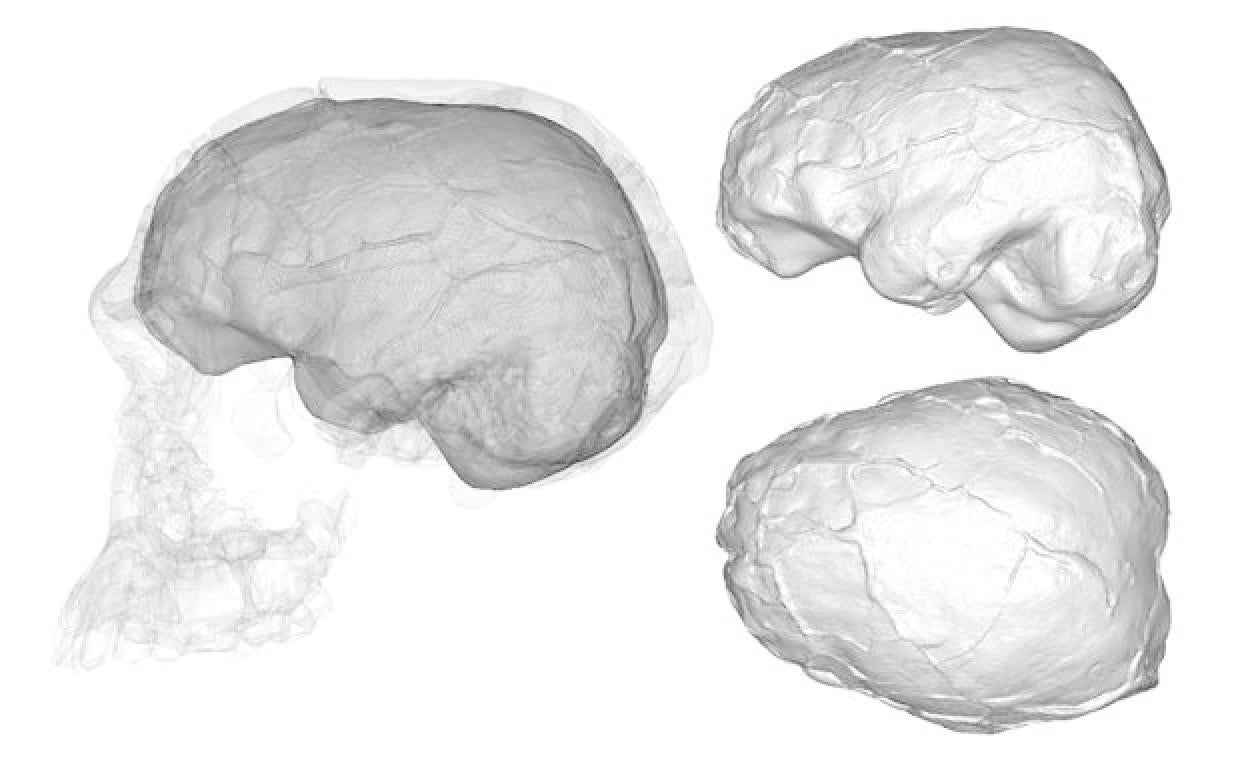 Reconstrucción digital de cráneo y cerebro de KNM-ER 1813 (Homo habilis