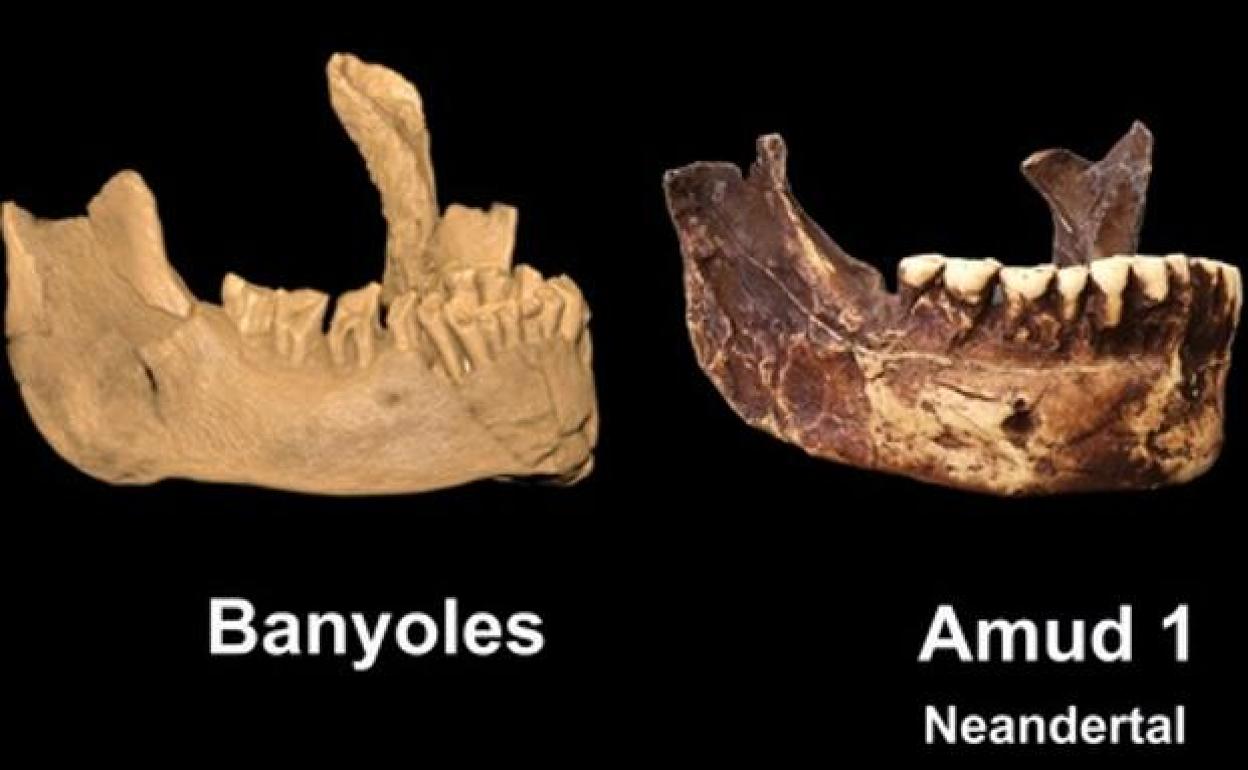 El ejemplar de Banyoles junto a una mandíbula de neandertal. / 