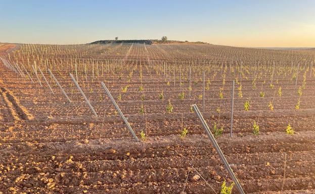 La Junta respalda el crecimiento de Ribera con 235 hectáreas de nuevas plantaciones