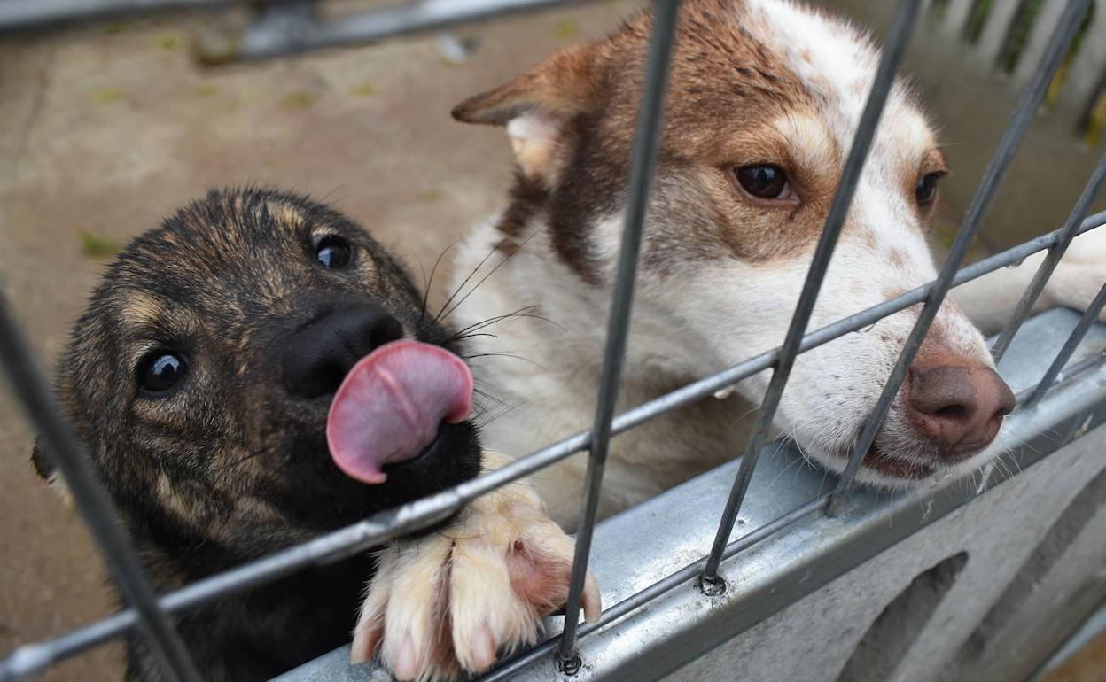 La pirotecnia puede tener consecuencias graves en la salud de los animales 