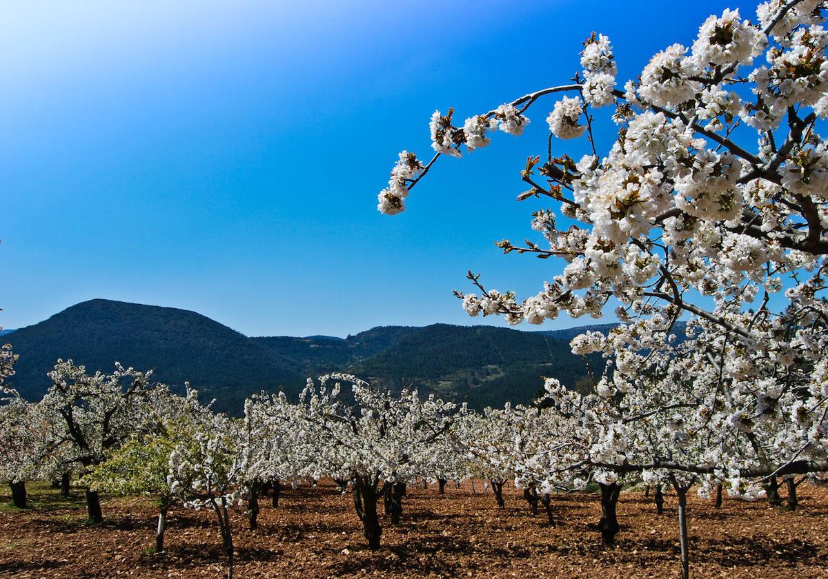 El espectáculo de las flores de los cerezos en el Valle de las Caderechas