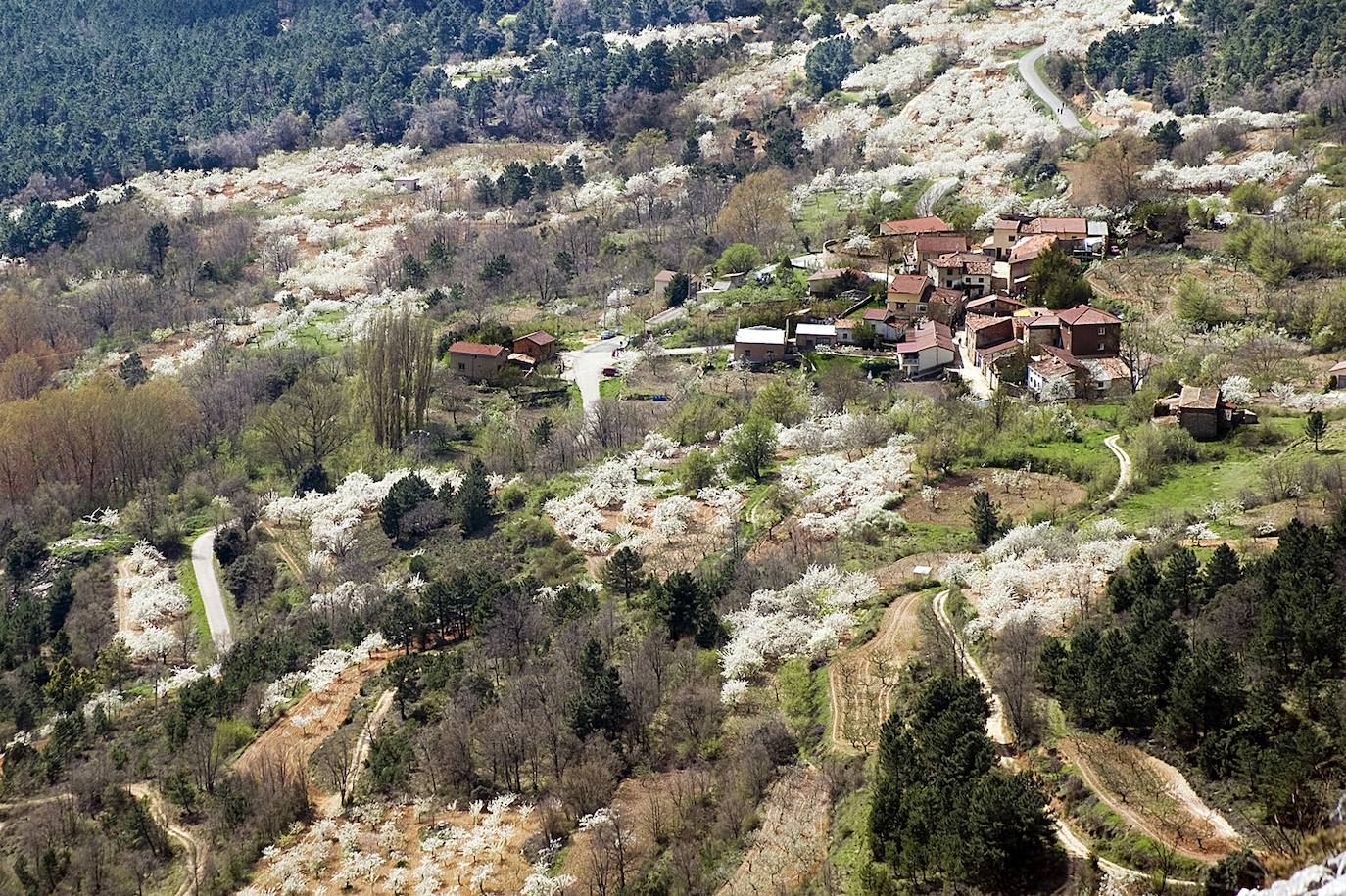 El espectáculo de las flores de los cerezos en el Valle de las Caderechas