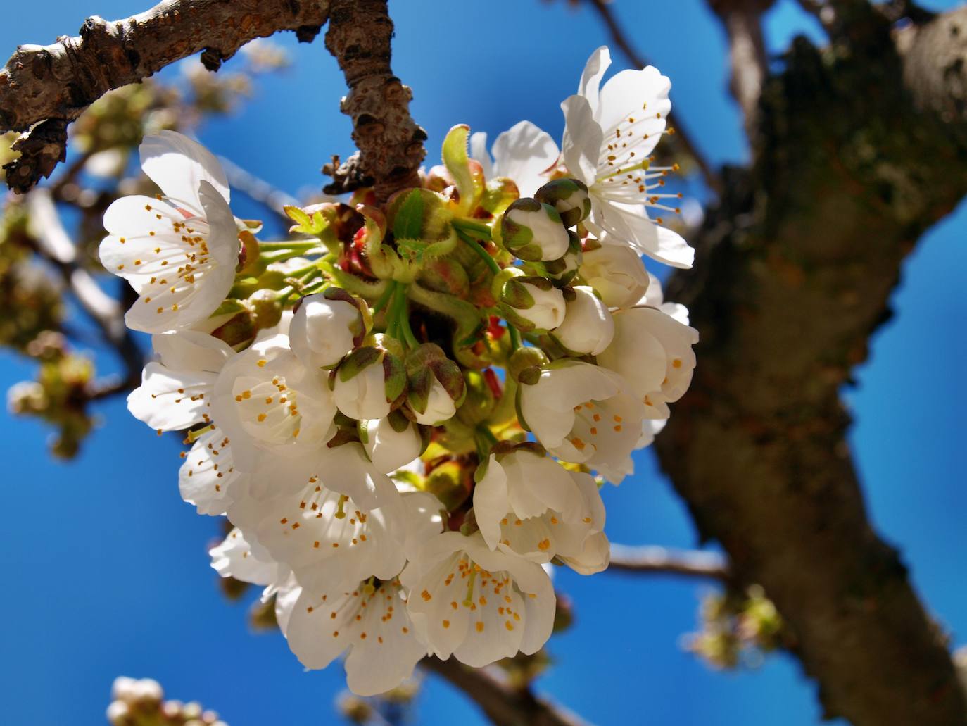 El espectáculo de las flores de los cerezos en el Valle de las Caderechas