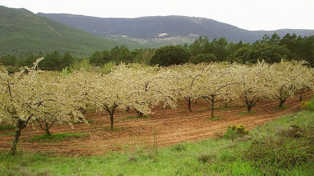 El espectáculo de las flores de los cerezos en el Valle de las Caderechas