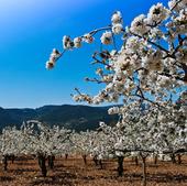 Una ruta entre los cerezos en flor de la provincia de Burgos