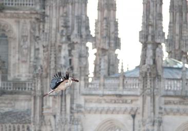 La fauna que habita Burgos