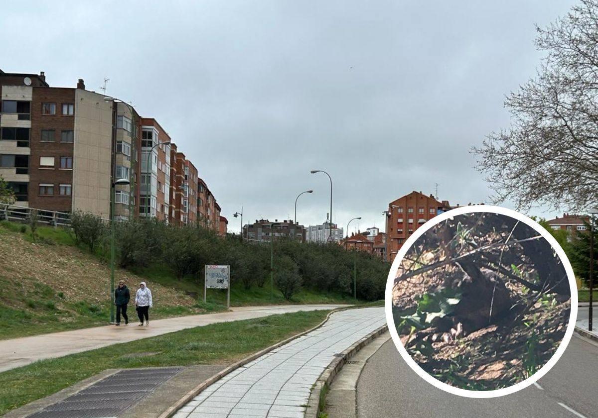 Zona de entrada a la vía verde donde trató de refugiarse el corzo que se ve en el círculo bajo los arbustos que rodean el carril bici.