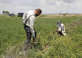 Campo de alfalfa en el que se están instalando trampas para topillos.