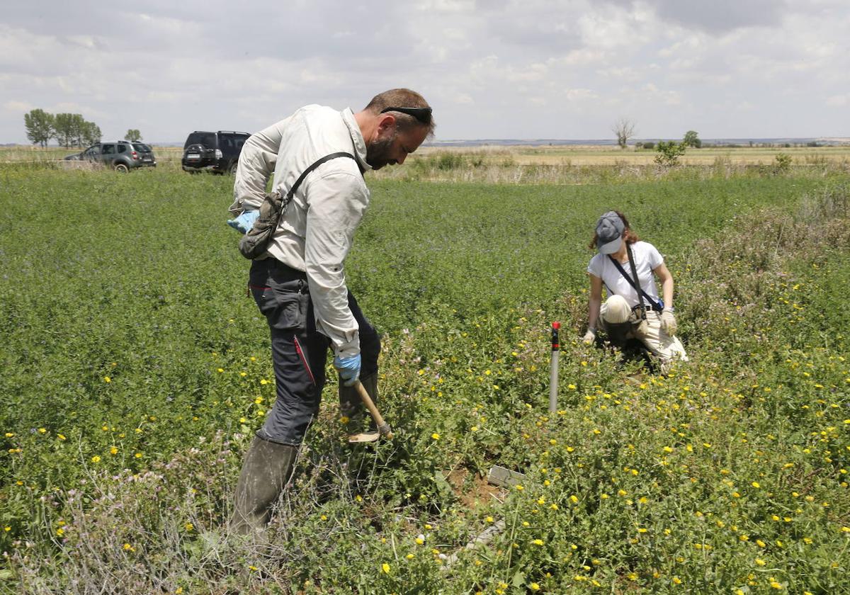 Campo de alfalfa en el que se están instalando trampas para topillos.