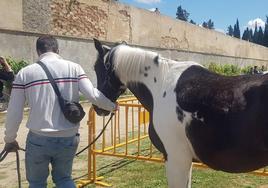 La feria contó con numerosas actividades