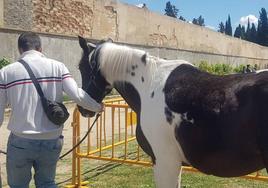 La feria contó con varias actividades paralelas.