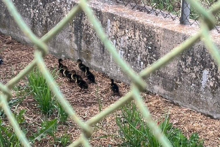 Los patitos atrapados.