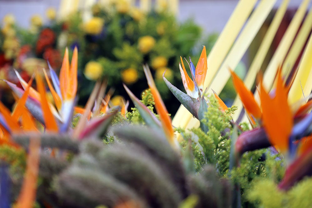 Monumentos florales de la Fiesta de las Flores de Burgos